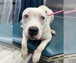 Small Dogo Argentino Mix