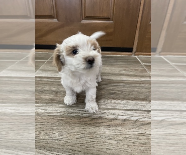 Medium Photo #14 Maltipoo Puppy For Sale in APPLE VALLEY, CA, USA