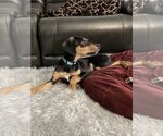 Small Photo #13 Doberman Pinscher-Unknown Mix Puppy For Sale in Buffalo, MN, USA
