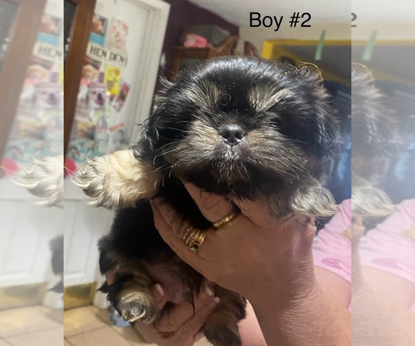 Medium Photo #1 Shih Tzu Puppy For Sale in PERRY, OH, USA