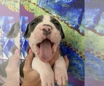 Small Photo #4 American Pit Bull Terrier Puppy For Sale in OAK HARBOR, WA, USA