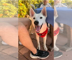 Siberian Husky-Unknown Mix Dogs for adoption in Escondido, CA, USA