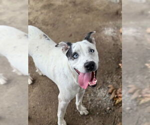 Mutt Dogs for adoption in Riverside, CA, USA