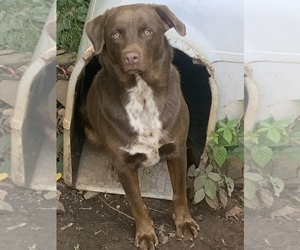 American Pit Bull Terrier-Labrador Retriever Mix Dog for Adoption in BLAIRSVILLE, Georgia USA