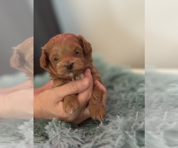 Medium Photo #1 Maltipoo-Poodle (Toy) Mix Puppy For Sale in MARICOPA, AZ, USA