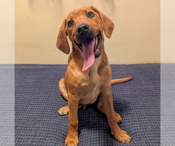 Medium Photo #14 Mutt Puppy For Sale in Vail, AZ, USA