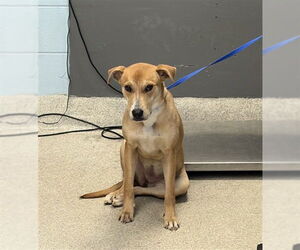 Labrador Retriever-Unknown Mix Dogs for adoption in Tallahassee, FL, USA