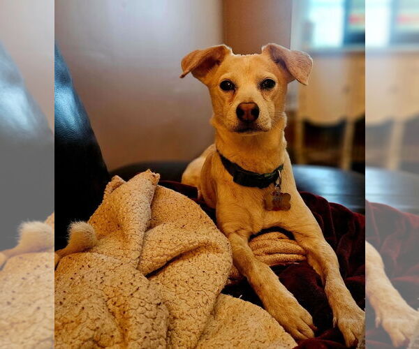 Medium Photo #3 Jack-A-Bee Puppy For Sale in Chicago, IL, USA