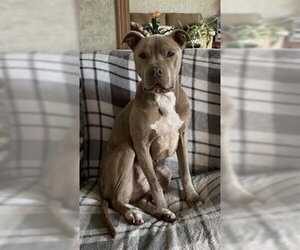 Priscilla (GA) a/k/a Prissy - Female Mutt Dog for Adoption - Photo #35