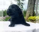 Small Photo #3 Labradinger Puppy For Sale in RATHDRUM, ID, USA