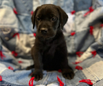 Small #1 American Pit Bull Terrier-Labrador Retriever Mix