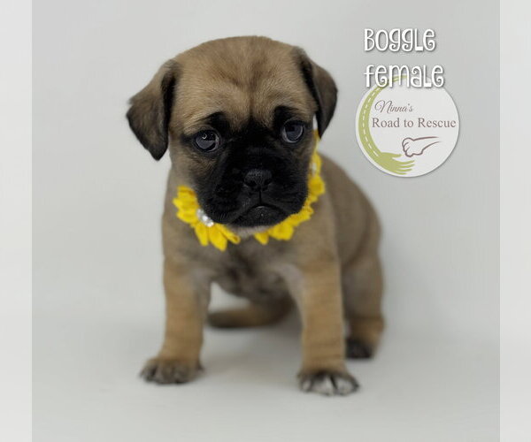 Medium Photo #1 Pug-Shih Tzu Mix Puppy For Sale in Benton, LA, USA