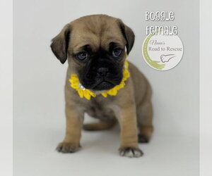 Pug-Shih Tzu Mix Dogs for adoption in Benton, LA, USA