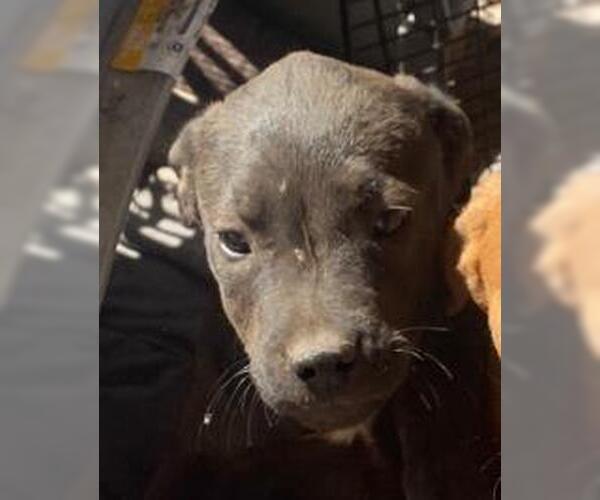 Medium Photo #1 American Staffordshire Terrier Puppy For Sale in San Antonio, TX, USA