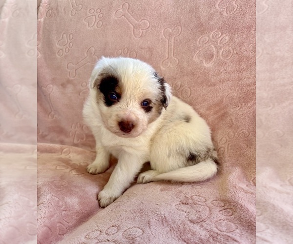 Medium Photo #4 Border Collie Puppy For Sale in MARYVILLE, TN, USA