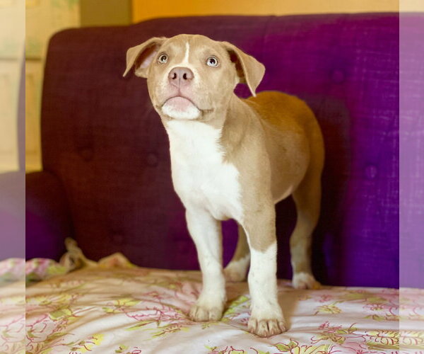 Medium Photo #2 Mutt Puppy For Sale in Rockaway, NJ, USA