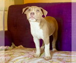 Small #1 Mutt