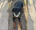 Small Photo #4 Rottweiler Puppy For Sale in Hillsboro, NH, USA