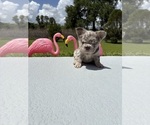 Image preview for Ad Listing. Nickname: Snow Flake