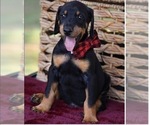 Small Photo #18 Doberman Pinscher Puppy For Sale in LUTZ, FL, USA