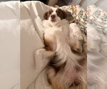 Small #5 Australian Shepherd