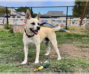 American Pit Bull Terrier-Siberian Husky Mix Dogs for adoption in Santa Cruz, CA, USA