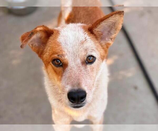 Medium Photo #3 Mutt Puppy For Sale in Tulsa, OK, USA