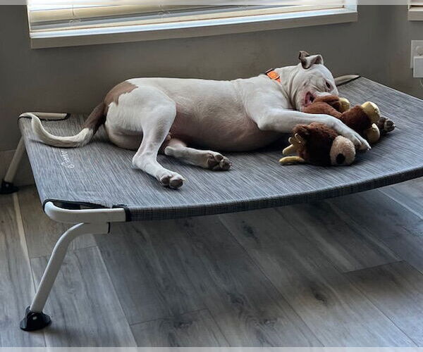 Medium Photo #3 American Pit Bull Terrier-Unknown Mix Puppy For Sale in Sandy, UT, USA