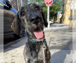Greyhound-Unknown Mix Dogs for adoption in Brooklyn, NY, USA