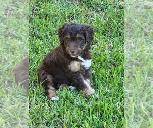 Aussiedoodle Puppy for sale in RIVERVIEW, FL, USA