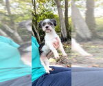 Small #6 Shih Tzu