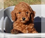 Small Photo #6 Goldendoodle (Miniature) Puppy For Sale in NEW HOLLAND, PA, USA
