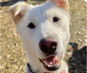 Mutt Dogs for adoption in San Ramon, CA, USA