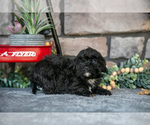 Small Photo #13 Havapoo Puppy For Sale in SUGARCREEK, OH, USA