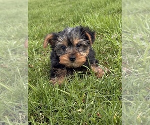 Yorkshire Terrier Puppy for sale in CANOGA, NY, USA
