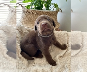 Labrador Retriever Puppy for sale in CAMBRIDGE, OH, USA