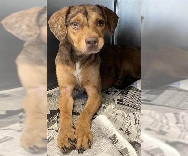 Medium Photo #1 Catahoula Leopard Dog-Unknown Mix Puppy For Sale in San Antonio, TX, USA