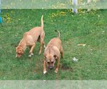 Small Photo #8 Labrador Retriever-Unknown Mix Puppy For Sale in Sebec, ME, USA