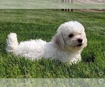 Small Photo #4 Bichon Frise Puppy For Sale in FREDERICKSBURG, OH, USA