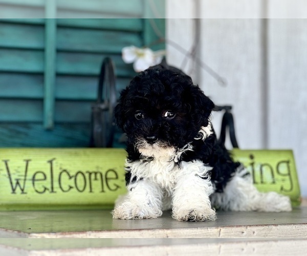 Medium Photo #5 Havapoo Puppy For Sale in DUNDEE, OH, USA
