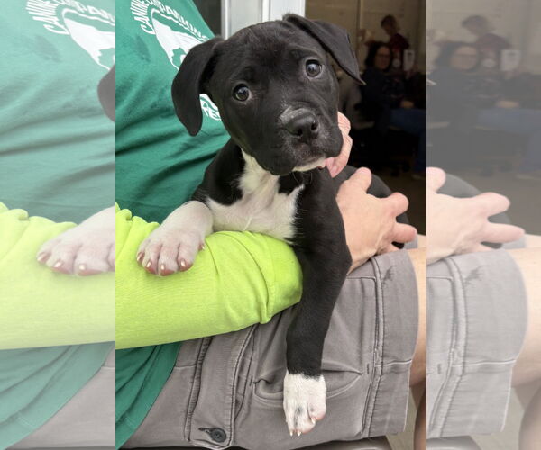 Medium Photo #4 Mutt Puppy For Sale in Clarkston, MI, USA