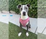 Small American Pit Bull Terrier Mix