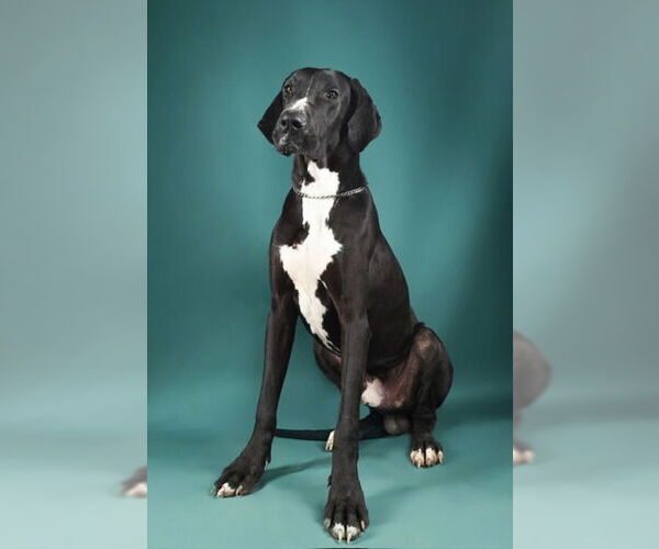 Medium Photo #9 Great Dane Puppy For Sale in Buffalo, MN, USA