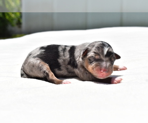 Miniature Australian Shepherd Puppy for sale in PALM COAST, FL, USA