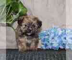 Small Photo #1 Shorkie Tzu Puppy For Sale in MARIETTA, GA, USA