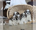 Small Photo #5 Shih Tzu Puppy For Sale in NARVON, PA, USA