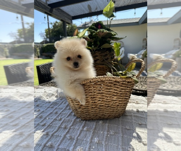 Medium Photo #9 Pomeranian Puppy For Sale in BAKERSFIELD, CA, USA