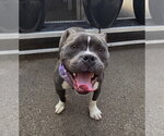 Small #1 Bulldog Mix