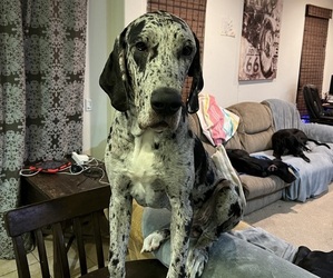 Great Dane Dogs for adoption in CHINO, CA, USA