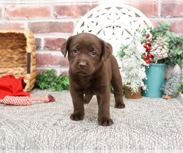 Medium Photo #2 Labrador Retriever Puppy For Sale in SYRACUSE, IN, USA